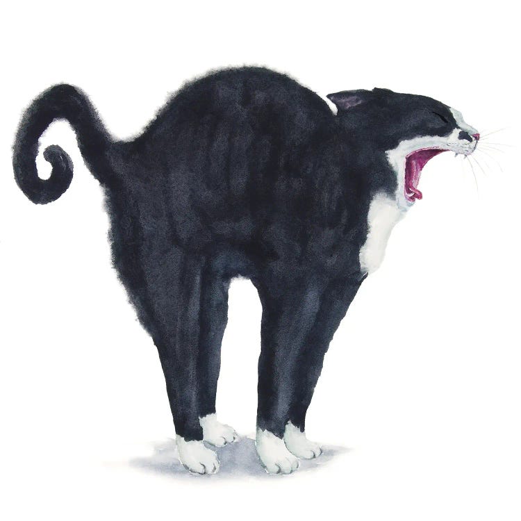 Tuxedo Stretching Cat