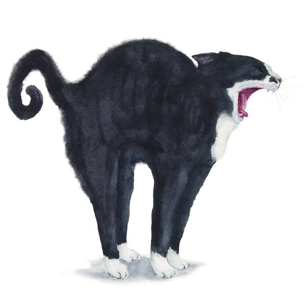 Tuxedo Stretching Cat