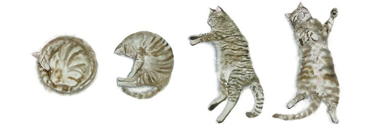 Sleeping Tabby Cat