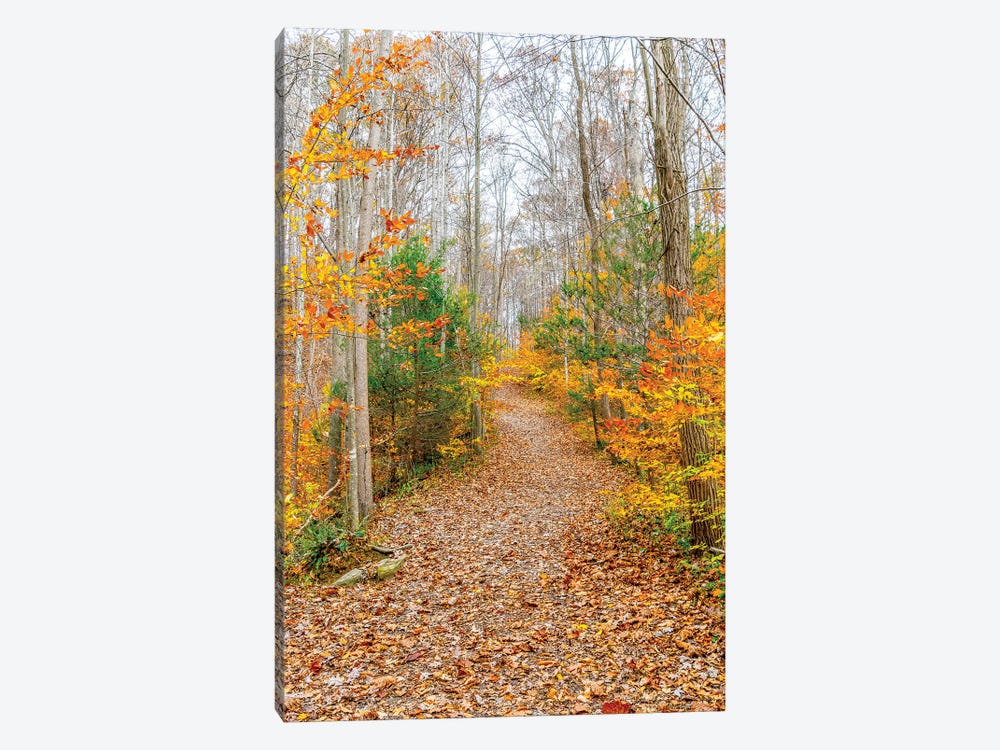 Never Ending Path by Alex Tonetti 1-piece Canvas Wall Art