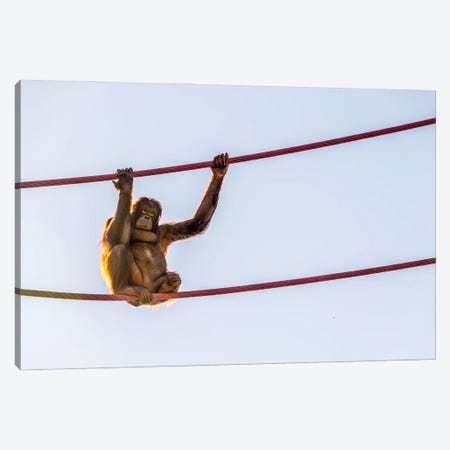 On The Wire Canvas Print #AXT117} by Alex Tonetti Canvas Artwork