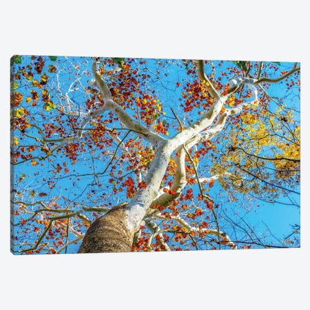 Rainbow Tree Canvas Print #AXT128} by Alex Tonetti Canvas Wall Art