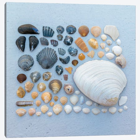 Sally Sells Sea Shells And I Bought 'Em Canvas Print #AXT139} by Alex Tonetti Canvas Art Print