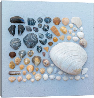 Sally Sells Sea Shells And I Bought 'Em Canvas Art Print - Authentic Eclectic
