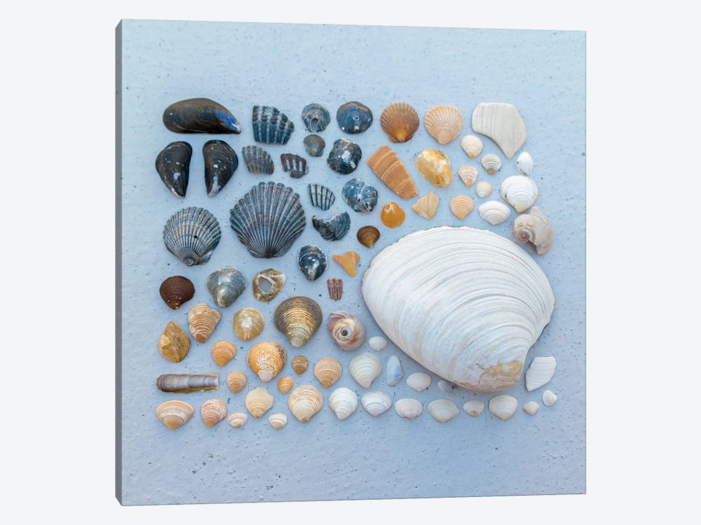 Sally Sells Sea Shells And I Bought 'Em by Alex Tonetti 1-piece Canvas Artwork