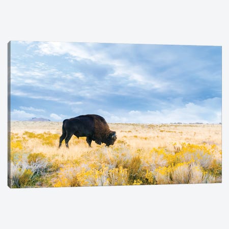 The Great American Bison Canvas Print #AXT162} by Alex Tonetti Canvas Art