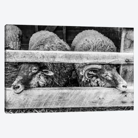 Two Little Sheep Canvas Print #AXT177} by Alex Tonetti Canvas Wall Art