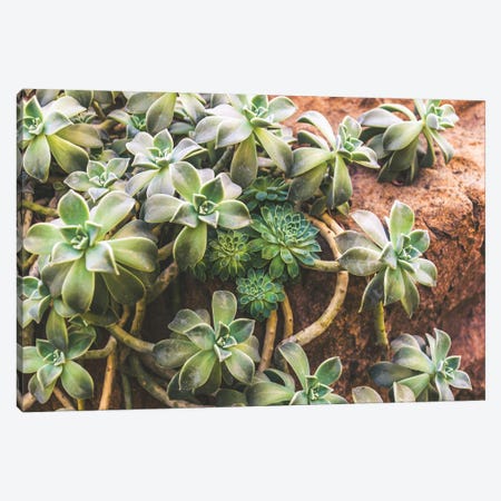 Hens And Chicks Canvas Print #AXT280} by Alex Tonetti Canvas Print