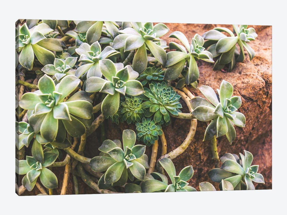 Hens And Chicks by Alex Tonetti 1-piece Canvas Wall Art