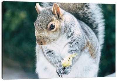 Squirrely Snacks Canvas Art Print - Alex Tonetti