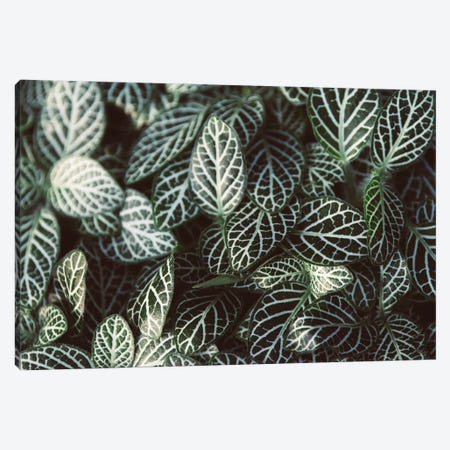 Striped Foliage Canvas Print #AXT351} by Alex Tonetti Canvas Print