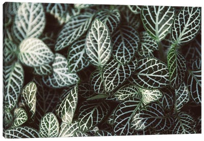 Striped Foliage Canvas Art Print - Alex Tonetti