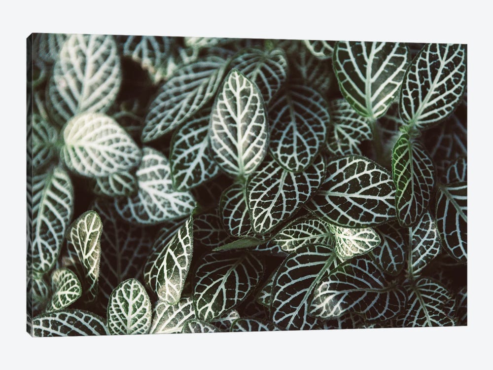 Striped Foliage by Alex Tonetti 1-piece Canvas Art Print