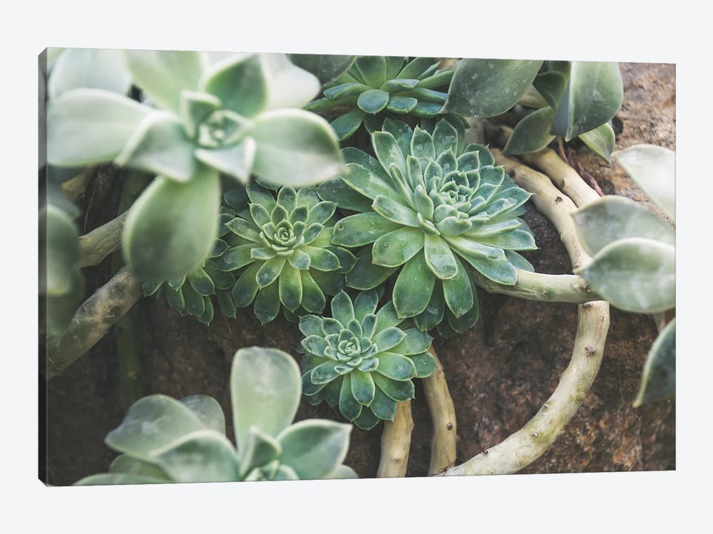Succulent Forest by Alex Tonetti 1-piece Canvas Wall Art