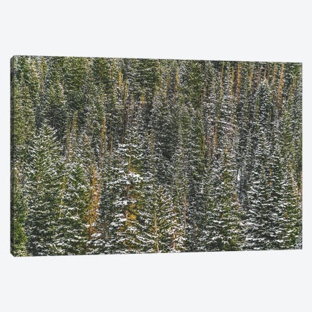 The Forest For The Trees Canvas Print #AXT363} by Alex Tonetti Canvas Wall Art