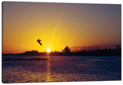 Tropical Pelican Sunset Canvas Art Print - Alex Tonetti