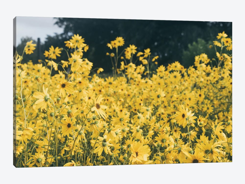 Daisies For Days by Alex Tonetti 1-piece Canvas Wall Art