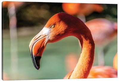 Eye Of The Flamingo Canvas Art Print - Alex Tonetti