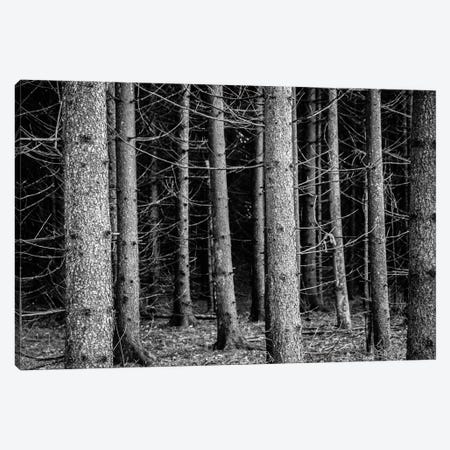 Into The Forest Canvas Print #AXT84} by Alex Tonetti Canvas Artwork