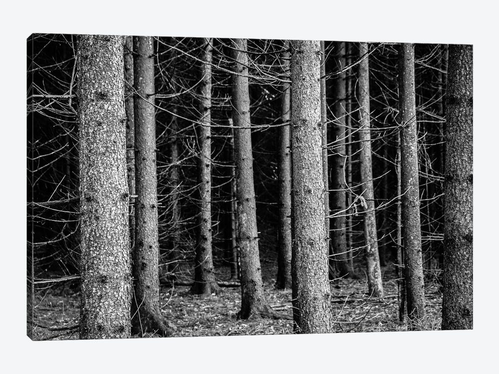 Into The Forest by Alex Tonetti 1-piece Art Print