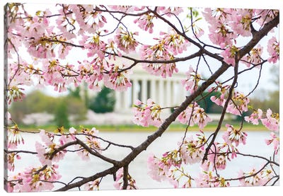 Jefferson Through The Blossoms Canvas Art Print - Cherry Blossom Art