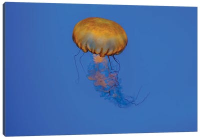 Jelly Canvas Art Print - Jellyfish Art