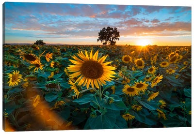 Golden Waves - Capturing Yolo County's Sunflower Splendor Canvas Art Print - Sunflower Art