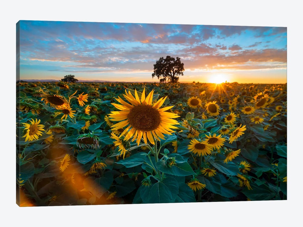 Golden Waves - Capturing Yolo County's Sunflower Splendor by Alexander Sloutsky 1-piece Canvas Print