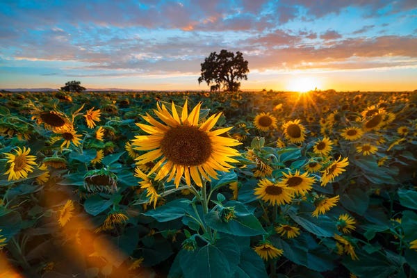 Alexander Sloutsky: Golden Waves - Capturing Yolo County's Sunflower Splendor by Alexander Sloutsky