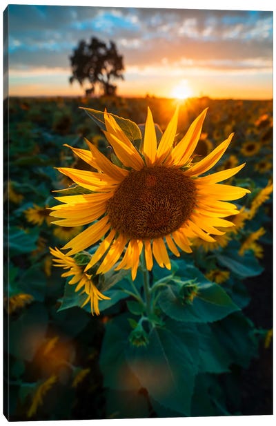 Sunflower Symphony - Yolo County's Seasonal Spectacle Canvas Art Print - Alexander Sloutsky