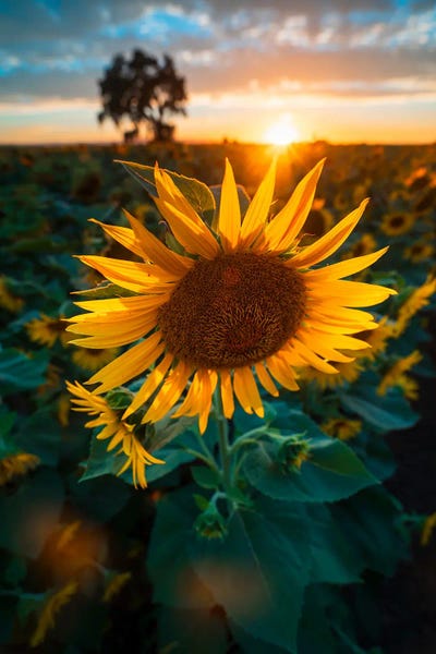 Fine Art Print: Sunflower Symphony - Yolo County's Seasonal Spectacle by Alexander Sloutsky