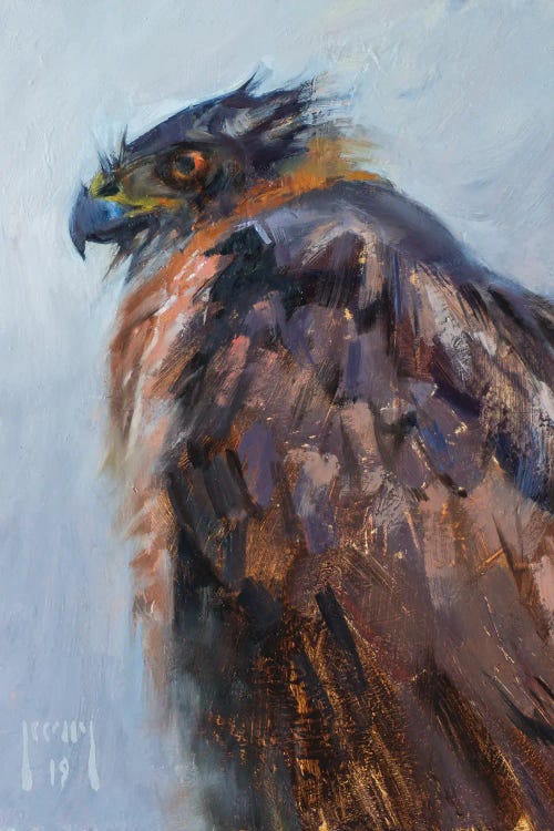 Cooper's Hawk Waiting Out The Storm