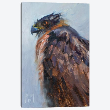 Cooper's Hawk Waiting Out The Storm Canvas Print #AXY20} by Alex Kelly Canvas Wall Art
