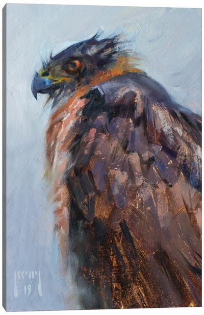 Cooper's Hawk Waiting Out The Storm Canvas Art Print - Buzzard & Hawk Art