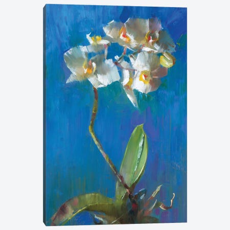 Orchid In Deep Blue Canvas Print #AXY42} by Alex Kelly Canvas Wall Art