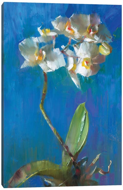 Orchid In Deep Blue Canvas Art Print - Alex Kelly