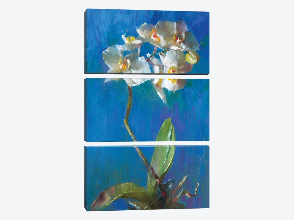 Orchid In Deep Blue by Alex Kelly 3-piece Canvas Wall Art