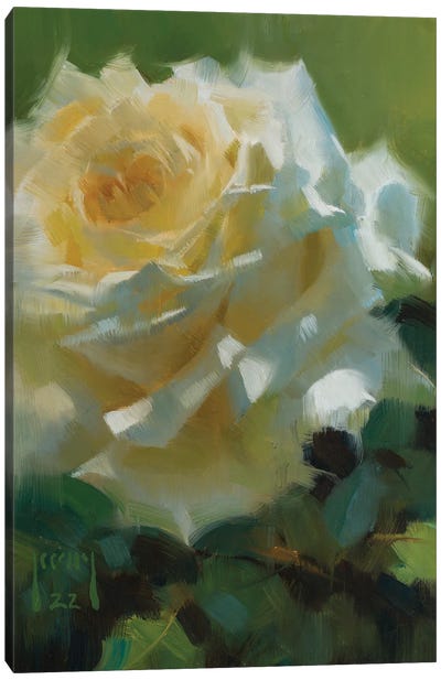 Basking Rose Canvas Art Print - Alex Kelly