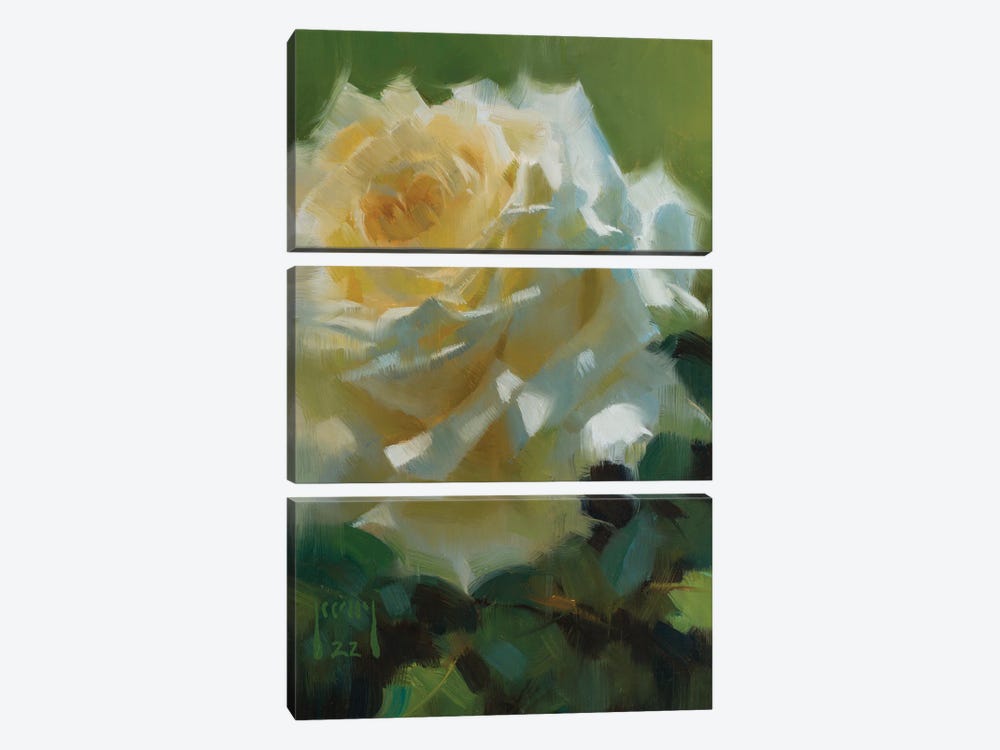 Basking Rose by Alex Kelly 3-piece Canvas Print