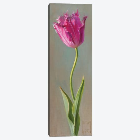 Bearded Tulip Canvas Print #AXY6} by Alex Kelly Art Print