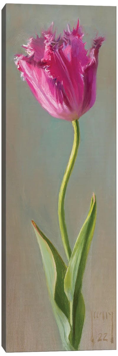 Bearded Tulip Canvas Art Print - Tulip Art