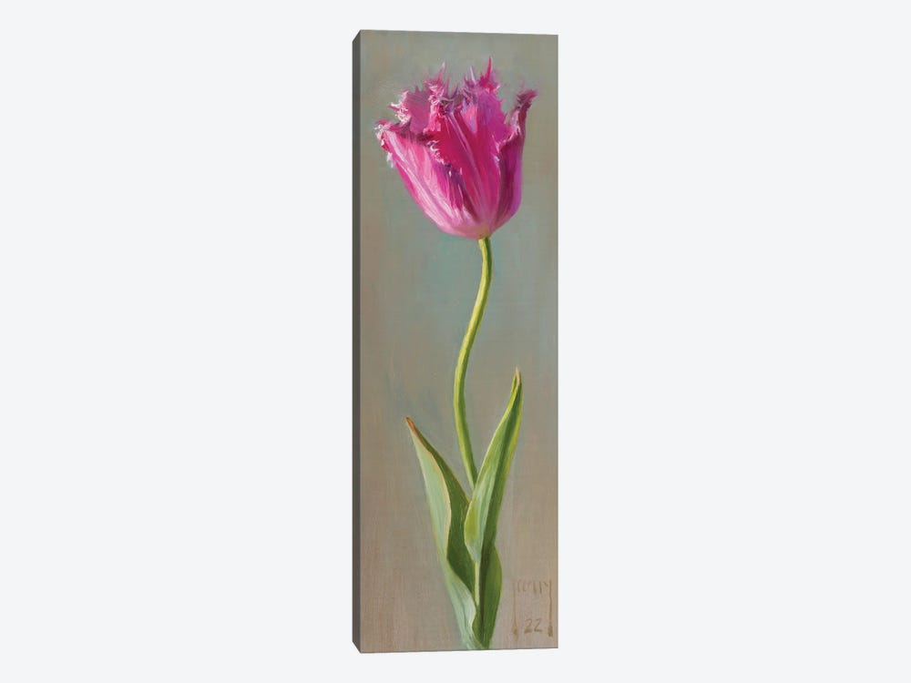 Bearded Tulip by Alex Kelly 1-piece Canvas Art