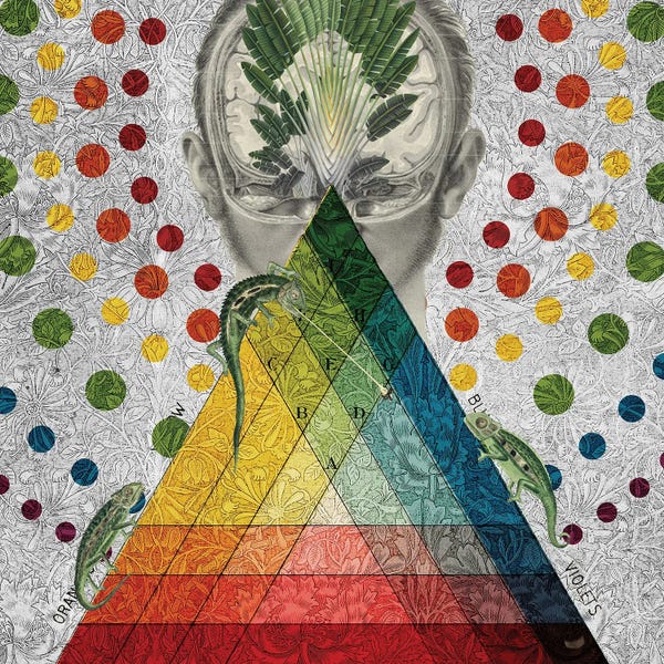 Chameleons: Box Of Colors by Amy Salomone