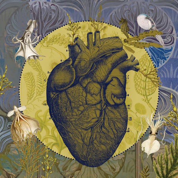 Squid: Heart Of The Sea by Amy Salomone