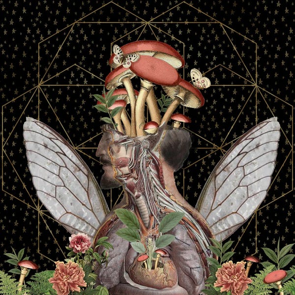 Wings: Two Butterflies by Amy Salomone