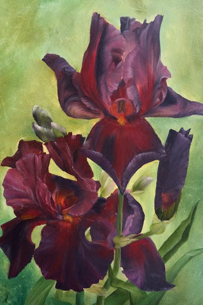 Play With Fire Irises by Alesia Yeremeyeva framed wall art