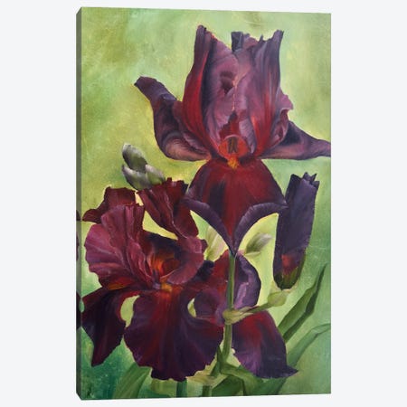 Play With Fire Irises Canvas Print #AYY13} by Alesia Yeremeyeva Canvas Artwork