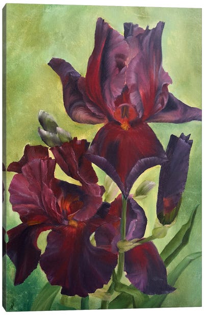 Play With Fire Irises Canvas Art Print - Celery