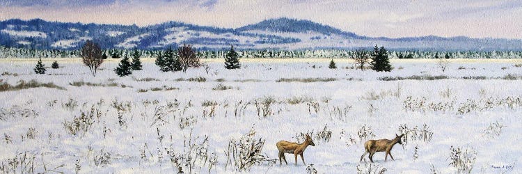 Winter Roedeers