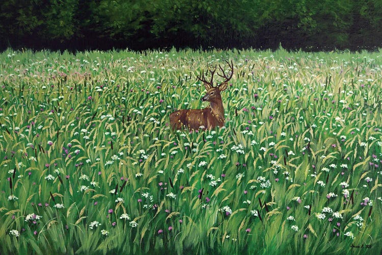 Bieszczady Meadow